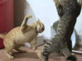 猫咪打架视频,一场视觉盛宴的打架视频回顾